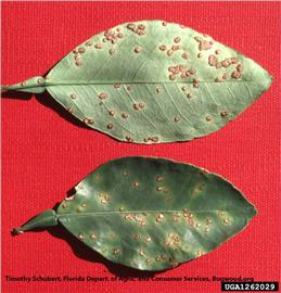            Whole leaf symptoms on top and bottom of grapefruit leaves.   