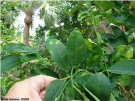            Leaf symptom - HLB mottling progression on  Citrus aurantifolia    (Persian lime) - Early.   