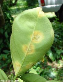            Symptoms on leaf (bottom).   