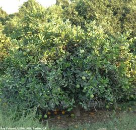            T1 Navel Carrizo tree showing stunting and premature fruit   drop.   