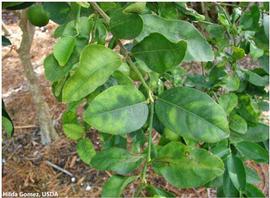            Leaf symptom - HLB mottling progression on  Citrus aurantifolia    (Persian lime) - Advanced.   
