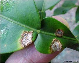            Leaf lesions on grapefruit, top view.   