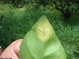            Symptoms on leaf (bottom).   