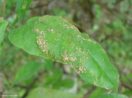             Common citrus scab on sour orange leaf.   