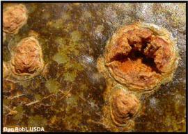            Grapefruit, fruit lesions.   