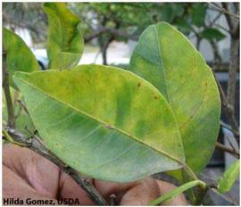            Leaf symptom - classic mottling on  Citrus reticulata  (tangerine),   (bottom surface).   