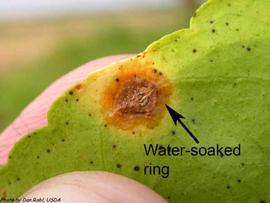            Water-soaked ring on leaf lesion.   