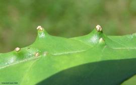            Common citrus scab on sour orange leaf. Note the scabby areas at the tip of   the conical formations.   