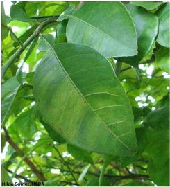            Corky veins on  Citrus aurantium  (sour orange)   leaf.   