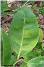            Yellow vein of a HLB infected  Citrus reticulata  (tangerine)   leaf.   