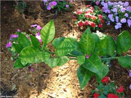            Leaf symptom - zinc deficiency like symptoms.   