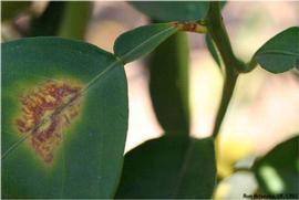            Symptoms of chlorosis with brown gummy center and early symptoms on leaf   petiole.   