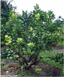            Citrus maxima (pummelo) tree with yellow shoot sectors.   