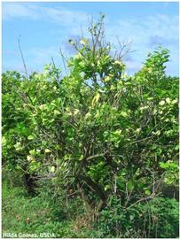            Citrus maxima (pummelo) tree showing dieback.   