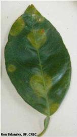            Symptoms on fully expanded older leaf.   