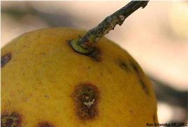            Symptoms on fruit.   