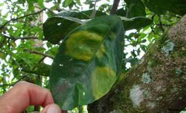            Symptoms on leaf.   