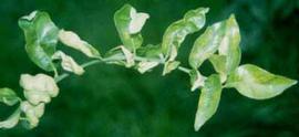  Leaf symptoms of CCDV on leaves of Minneola tangelo. Courtesy EcoPort ( http://www.ecoport.org ), Kersting U.
