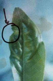            A close-up of the v-notch on a leaf of a citrus chlorotic dwarf inoculated   rough lemon seedling.  Courtesy EcoPort ( http://www.ecoport.org ), Kersting   U.   