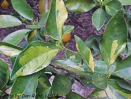            Leaf symptom - variegation as a result of chimera mutation on Valencia orange   leaves.   