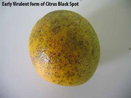            Early virulent form of citrus black spot on fruit.   