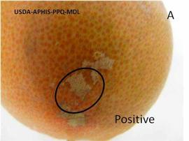            Lesions on fruit of  Citrus paradisi .   
