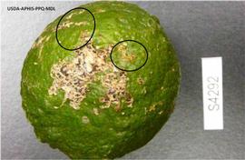            Lesions on fruit.   