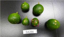            Lesions on fruit of  Fortunella  sp.   