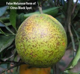            False melanose form of citrus black spot on fruit.   