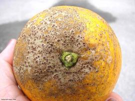            Melanose   on a sweet orange fruit.   