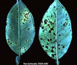            Leaf symptoms of greasy spot.   