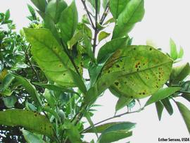            Leaf symptoms of greasy spot.   