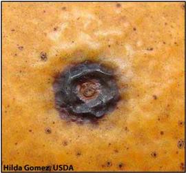            Advanced stage of a hard spot lesion showing a tan center and the brick-red   raised border on fruit.   