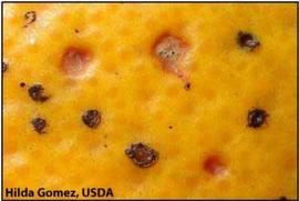  Close up of #39;freckle spot#39; symptom type or #39;early virulent spot#39; on fruit. Reddish or colorless spots lacking a halo which are a sign of heavy infection.
