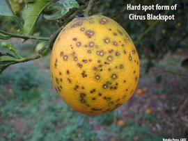  Hard spot form of citrus black spot on fruit.
