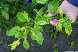            Leaf lesions on Red grapefruit cultivar.   