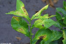            Leaf lesions on Red grapefruit cultivar.        
