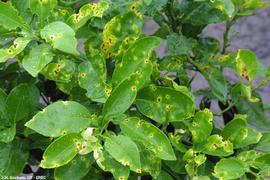            Leaf lesions on Red grapefruit cultivar.        
