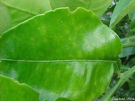            Melanose on grapefruit leaf, early stage.   