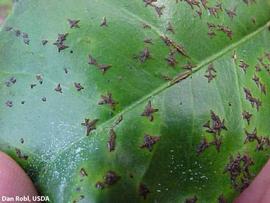           Star melanose on grapefruit leaf.   