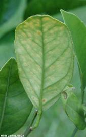            Measles leaf symptoms.   