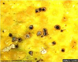            Close-up of melanose symptoms on fruit.   