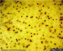            Close-up of melanose symptoms on fruit.   