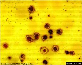            Close-up of melanose symptoms on fruit.   