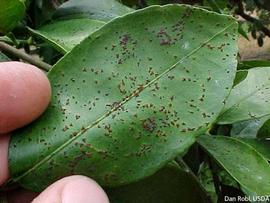            Star melanose on grapefruit leaf.   