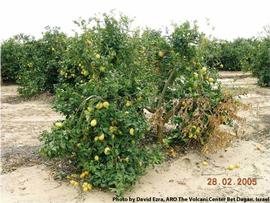            Mal secco sectorial branch wilt of lemon tree.   