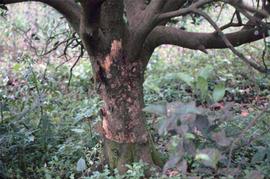            Scaling and flaking of bark on trunk   
