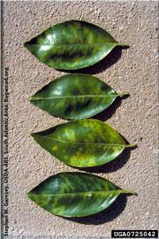            Mature leaf symptoms of a Florida isolate of citrus ringspot.      