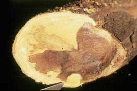            Staining of interior wood of a branch of sweet orange infected with   psorosis-A. This symptoms is diagnostic for psorosis-A when found on trees   showing bark lesions.    Courtesy EcoPort ( ht
