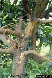            Bark scaling typically associated with citrus ringspot and some forms of   psorosis.  Citrus sinensis  tree in Argentina infected with 